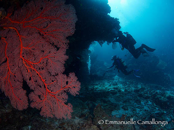 Gorgonne reef 2